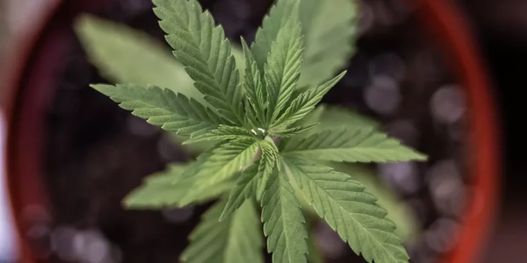 Cannabis Strains Not Applicable